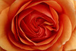 le coeur de la rose le coeur de la rose