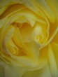 yellow rose yellow rose