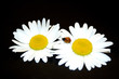 coccinelle bis coccinelle bis