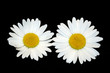 marguerites bis marguerites bis