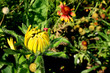 yellow bloom yellow bloom