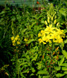 yellow flower tower yellow flower tower
