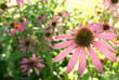 pink flowers pink flowers