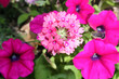 pink peonies surrounded by bigger flowers pink peonies surrounded by bigger flowers