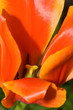 tulip tulip