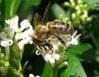 abeille 7 abeille 7