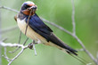 hirondelle