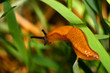 snail