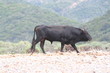taureau