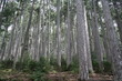 foret