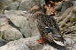 canard