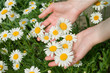 Foto: flowers flowers