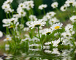 Foto: camomiles camomiles