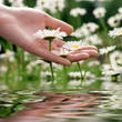 Foto: flowers flowers