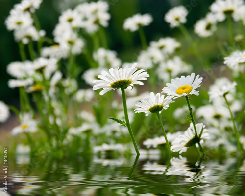camomiles