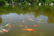 Photo: japanesegarden pond japanesegarden pond