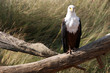 african fish eagle
