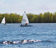 sail boat race