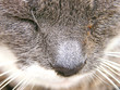 naso felino