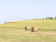 lavoro in campagna