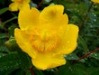 fleur