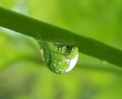 goutte de rosée