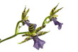 orchid