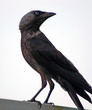 crow