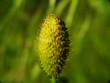 mauvaise herbe