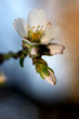 Spring time Spring time