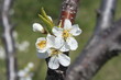 fleur cerisier 2