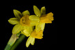 daffodil