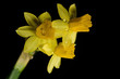 daffodil