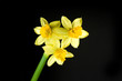 daffodil