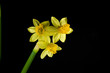 daffodil
