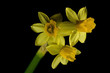daffodil