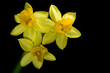 daffodil