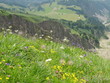 alpine flowers
