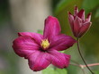 clematis, purple beauty