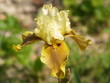 schwertlilie, early summer beauty