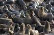 otaries au cape cross en namibie otaries au cape cross en namibie