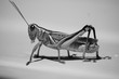grasshopper