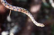 serpent d'eau