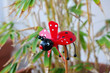 lady bug pin wheel