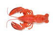 red lobster