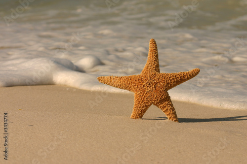 starfish in the surf starfish in the surf