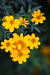 yellow flowers