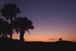 palm tree silhouette palm tree silhouette