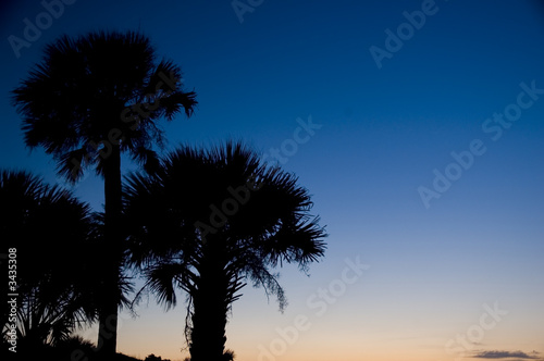 evening palms evening palms