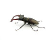 stag beetle 7